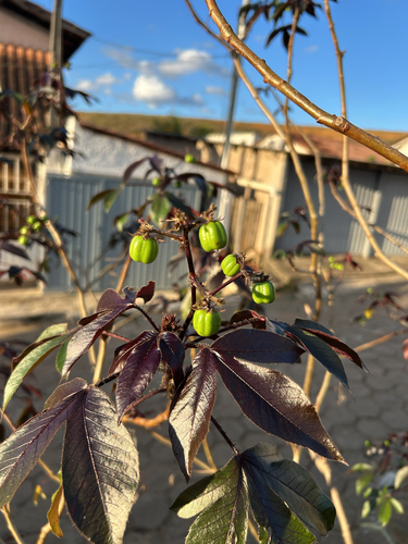 Bellyache Bush