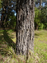 Eucalyptus aromaphloia