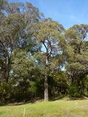 Eucalyptus aromaphloia