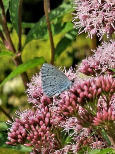 Holly Blue