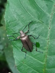 Andocamaria formosana