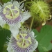 Stinking Passionflower - Photo (c) Maxwell C. Obiakara, some rights reserved (CC BY-NC), uploaded by Maxwell C. Obiakara