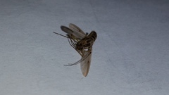 Insecta