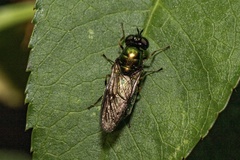 Chloromyia formosa