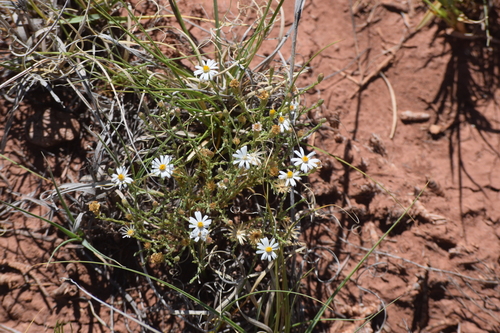 Heath-leaved Chaetopappa