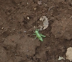 Tettigonia orientalis