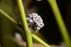 Aceria carmichaeliae