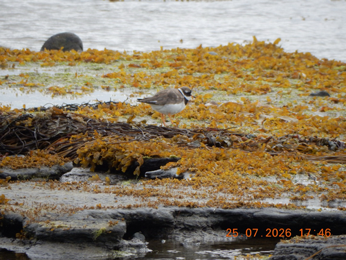 iNaturalist: (c) Nashwa Humaira, some rights reserved (CC BY-NC), uploaded by Nashwa Humaira iNaturalist image