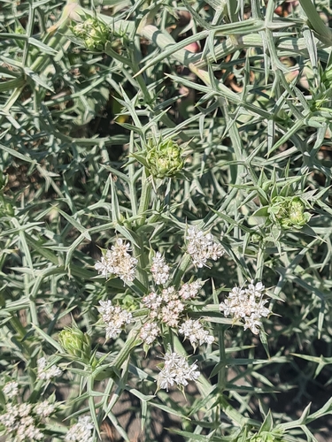 Echinophora spinosa, photograph 6