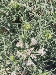 Echinophora spinosa, photograph (c) Mitch Van Dyke, some rights reserved (CC BY)