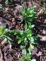 Myosotis krylovii