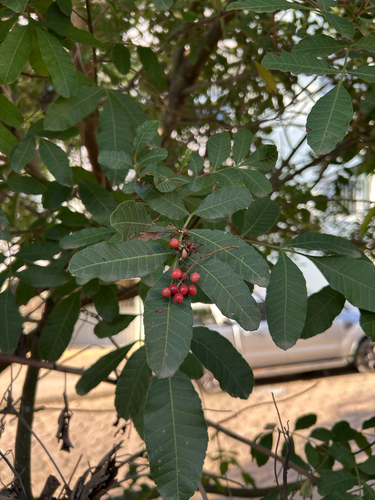 Brazilian pepper