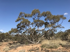Eucalyptus socialis socialis