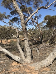 Eucalyptus socialis socialis