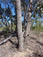 Eucalyptus polyanthemos marginalis
