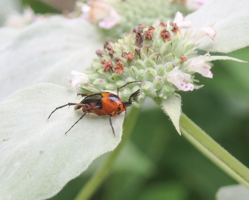 Bordered Wedge-shaped Beetle
