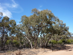 Eucalyptus polyanthemos marginalis
