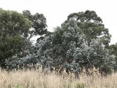Eucalyptus crenulata