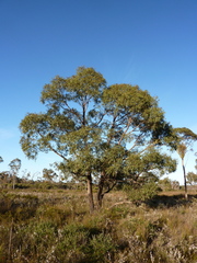 Eucalyptus sabulosa