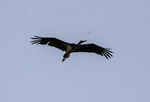 iNaturalist image