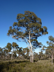 Eucalyptus leucoxylon stephaniae