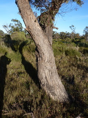Eucalyptus sabulosa