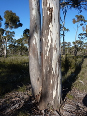 Eucalyptus leucoxylon stephaniae