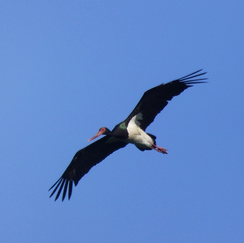 iNaturalist image