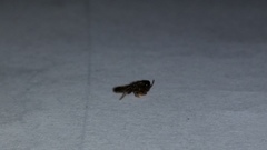 Insecta