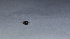 Insecta