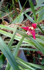 Maxillaria tenuifolia