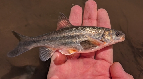 Chihuahua-kopvoorn (Gila nigrescens) — Cyprinidae