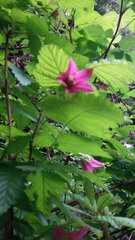 Rubus spectabilis spectabilis
