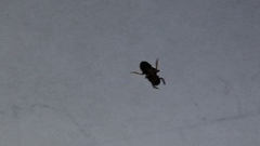 Insecta