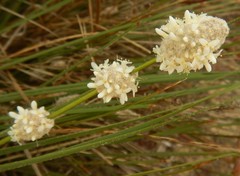 Lomandra leucocephala