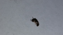 Insecta