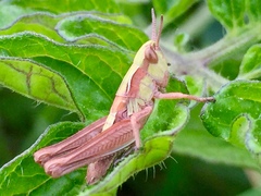 Pseudochorthippus parallelus