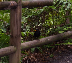 Turdus merula cabrerae