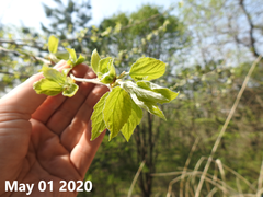 Populus tomentiglandulosa