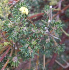 Phyllota pleurandroides