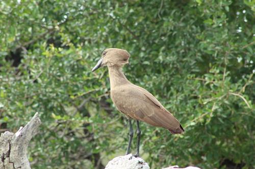 iNaturalist image