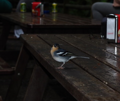 Fringilla coelebs palmae