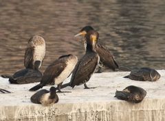 Phalacrocorax carbo