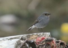 Phoenicurus fuliginosus