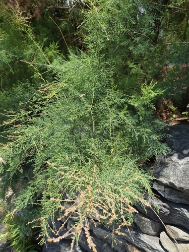 Five-stamen Tamarisk