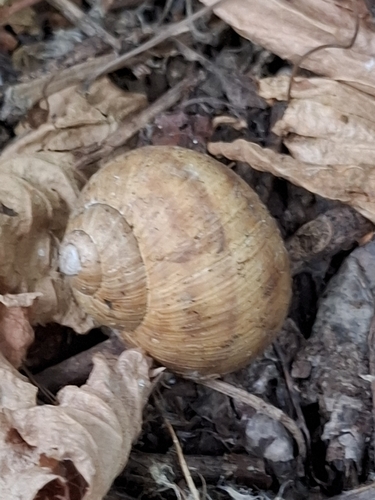 Roman Snail