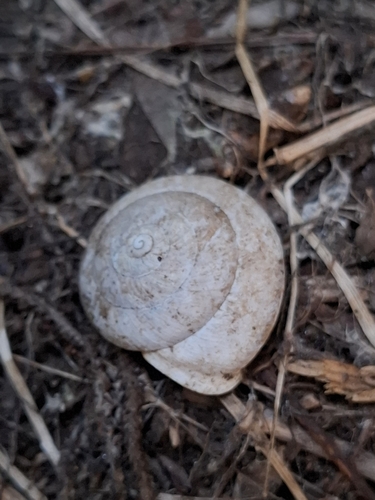 Drobacia banatica