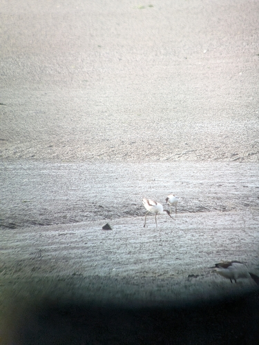 iNaturalist image