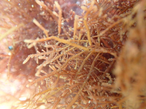 Pterocladiella capillacea observed 2026-07-12