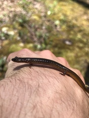 Eurycea multiplicata